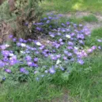 Anemone blanda Blue Shades — Anemone