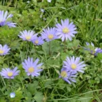 Anemone blanda Blue Shades — blanda