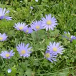 Anemone blanda Blue Shades — blanda