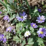 Anemone blanda Blue Shades — photo 4
