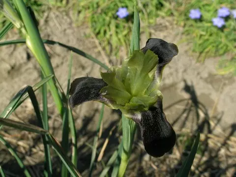 Hermodactylus tuberosus
