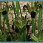 Hermodactylus tuberosus — tuberosus