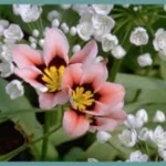 Sparaxis tricolor