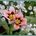 Sparaxis tricolor