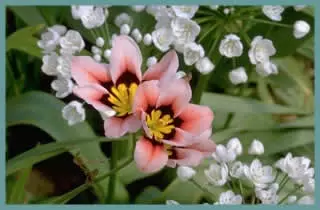 Sparaxis tricolor