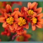 Sparaxis tricolor — Harlequin flower