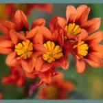 Sparaxis tricolor — Harlequin flower