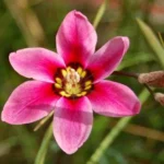 Sparaxis tricolor — Sparaxis