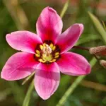 Sparaxis tricolor — Sparaxis