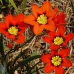 Sparaxis tricolor — tricolor