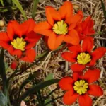 Sparaxis tricolor — tricolor