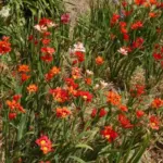 Sparaxis tricolor — photo 6