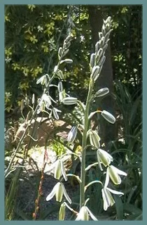 Albuca maxima (ex altissima)