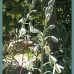 Albuca maxima (ex altissima)