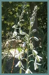 Albuca maxima (ex altissima)