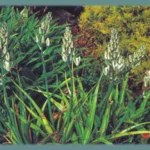 Albuca maxima (ex altissima) — Albuca