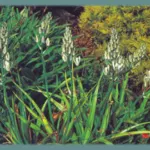 Albuca maxima (ex altissima) — Albuca