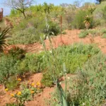Albuca maxima (ex altissima) — altissima