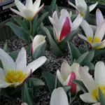Tulipa kaufmanniana
