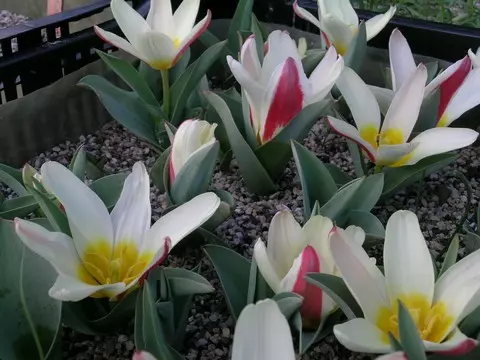 Tulipa kaufmanniana