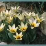 Tulipa kaufmanniana — Tulipa