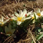 Tulipa kaufmanniana — kaufmanniana