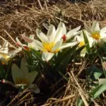 Tulipa kaufmanniana — kaufmanniana