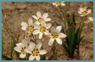 Sparaxis bulbifera ‘Robert Schuman’