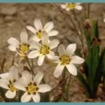 Sparaxis bulbifera ‘Robert Schuman’