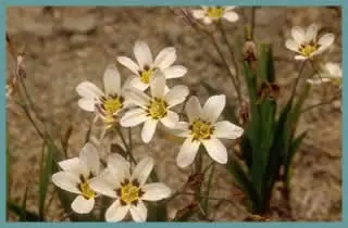 Sparaxis bulbifera ‘Robert Schuman’