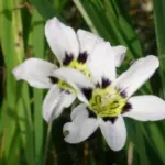 Sparaxis bulbifera ‘Robert Schuman’ — Sparaxis