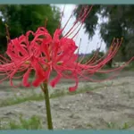 Lycoris radiata