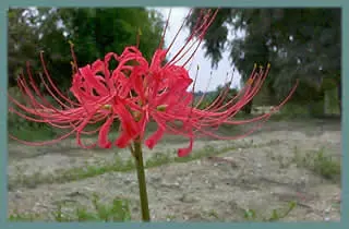 Lycoris radiata
