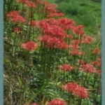 Lycoris radiata — Lycoris