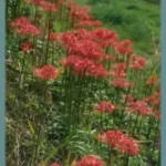 Lycoris radiata — Lycoris