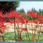 Lycoris radiata — radiata