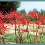 Lycoris radiata — radiata
