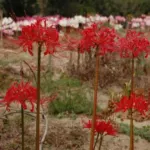 Lycoris radiata — photo 4