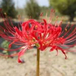 Lycoris radiata — photo 5