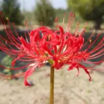 Lycoris radiata — photo 5
