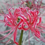 Lycoris radiata — photo 6