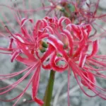 Lycoris radiata — photo 6