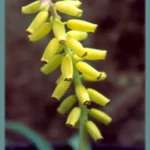 Muscari macrocarpum