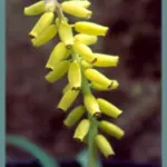 Muscari macrocarpum