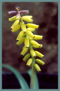 Muscari macrocarpum