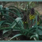 Muscari macrocarpum — Muscarimia