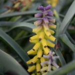 Muscari macrocarpum — grape hyacinth