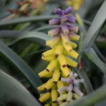 Muscari macrocarpum — grape hyacinth