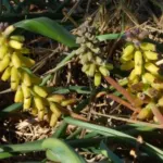 Muscari macrocarpum — luteum