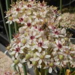 Allium nigrum